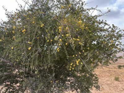 Marrakech trips